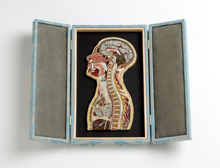 Illustration for article titled These Crazily Detailed Anatomical Images Are Made With Curled Paper